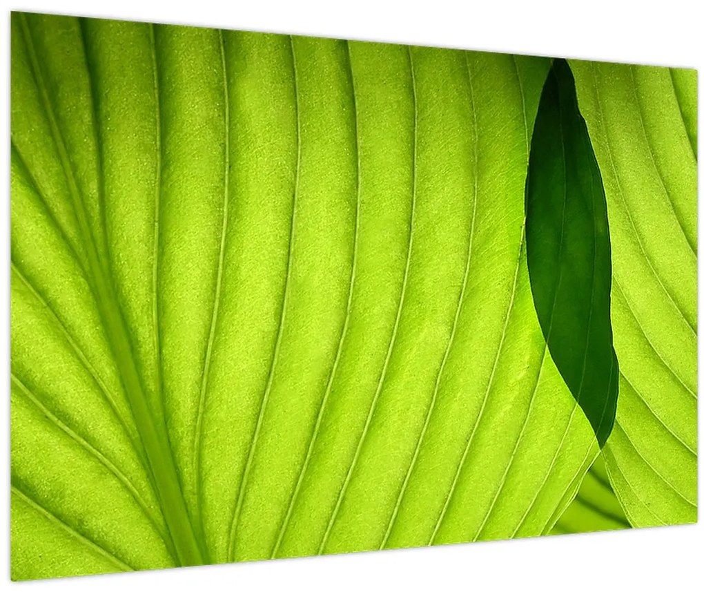 Tablou - Detaliu de frunză verde (90x60 cm)