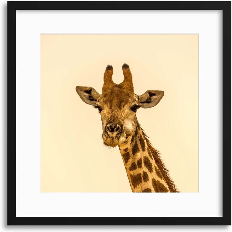 Imagine în cadru - Giraffe Portrait 40x40 cm