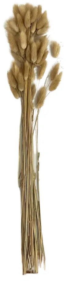 Buchet plante ornamentale, 60 cm, maro