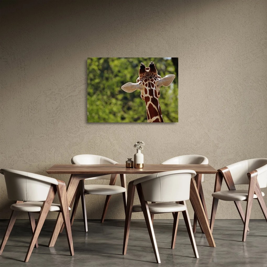 Tablou pe sticlă cu girafă din spate (70x50 cm)