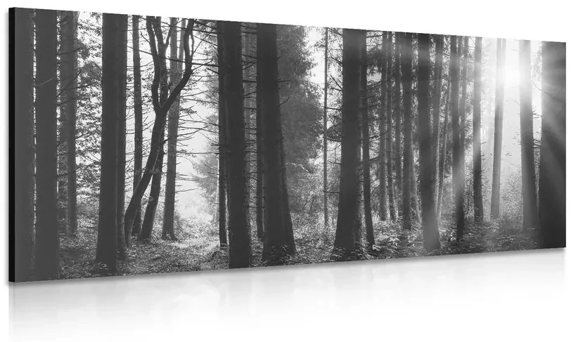 Tablou pădure luminată de soare în design alb-negru
