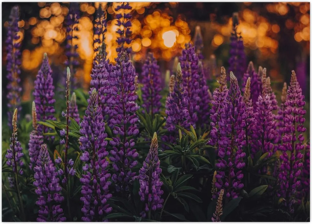 Tablou - Flori de lupin (70x50 cm)