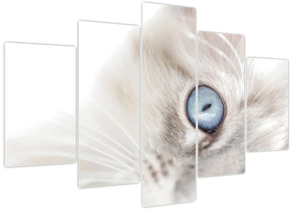 Tablou - Pisica cu ochi albaștri (150x105 cm)