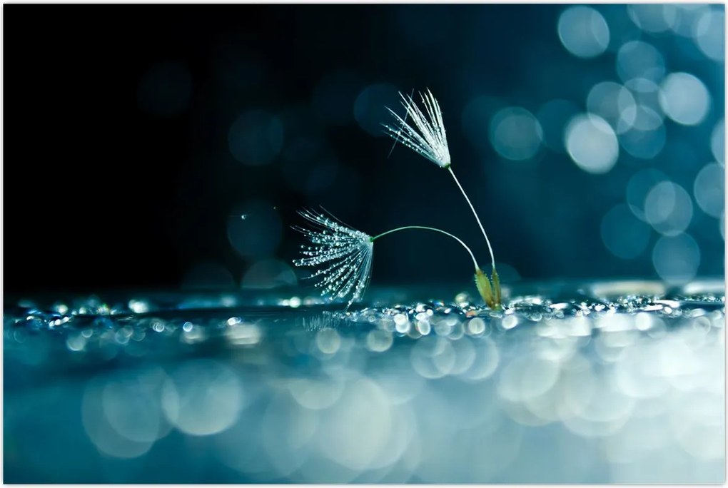 Tablou - Macro (90x60 cm)