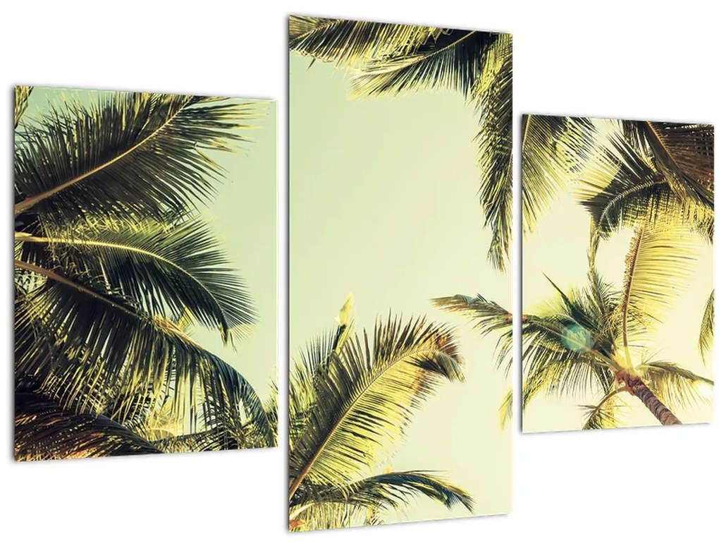 Tablou - Palmieri de cocos (90x60 cm)