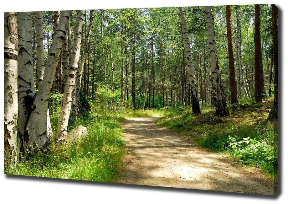 Tablou pe pânză canvas Calea în pădure
