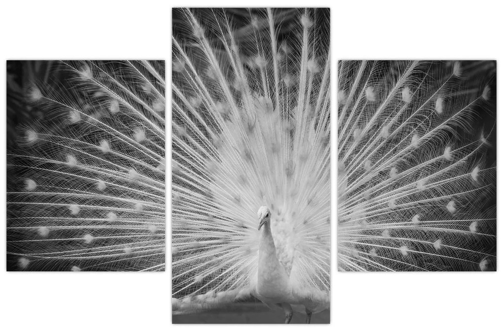 Tablou - Păun alb (90x60 cm)
