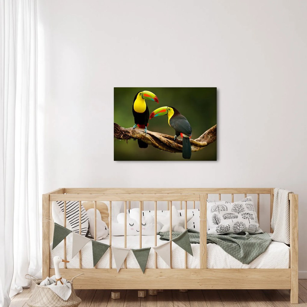 Tablou tucani sezând , Costa Rica (70x50 cm)