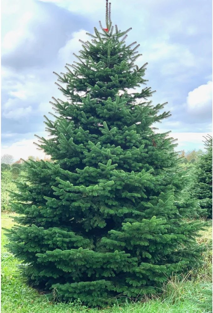 Brad natural de Craciun nordmann TOP QUALITY Special Edition 225-250 cm