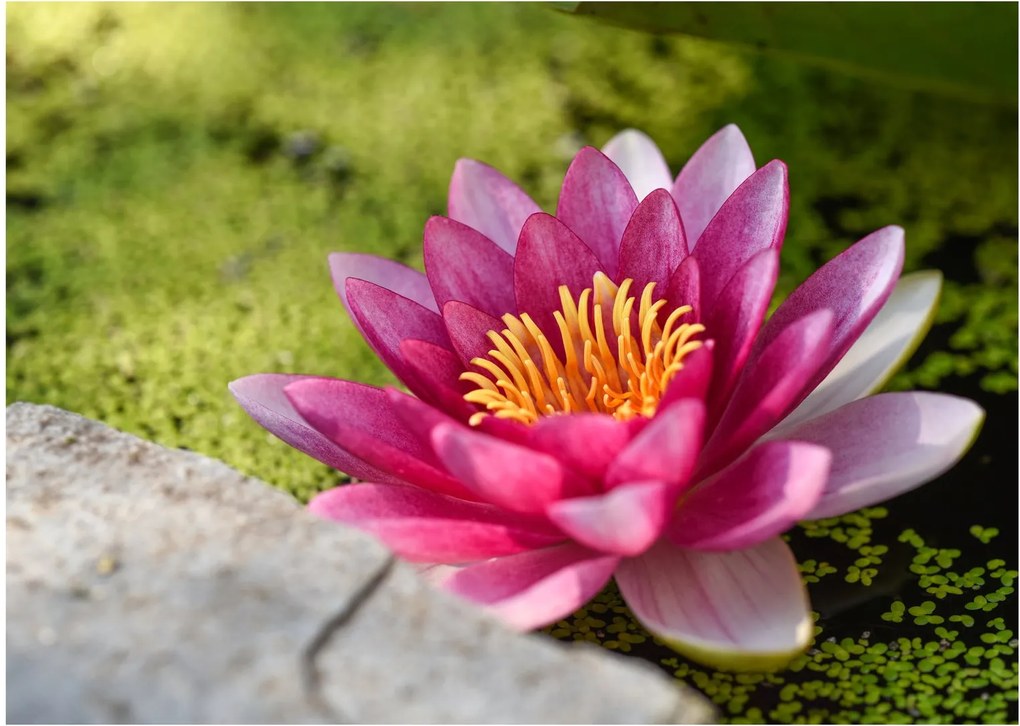 Tablou - Lotus (70x50 cm)