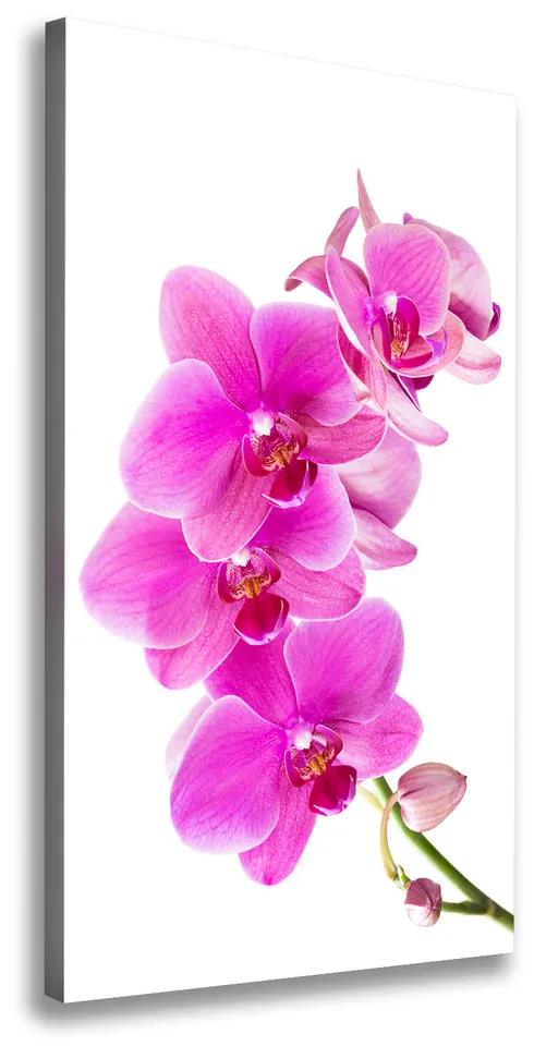 Tablou pe pânză canvas Orhidee roz