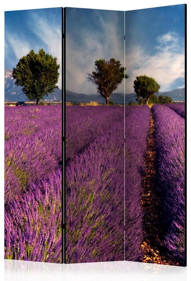 Paravan - Lavender field in Provence, France [Room Dividers]
