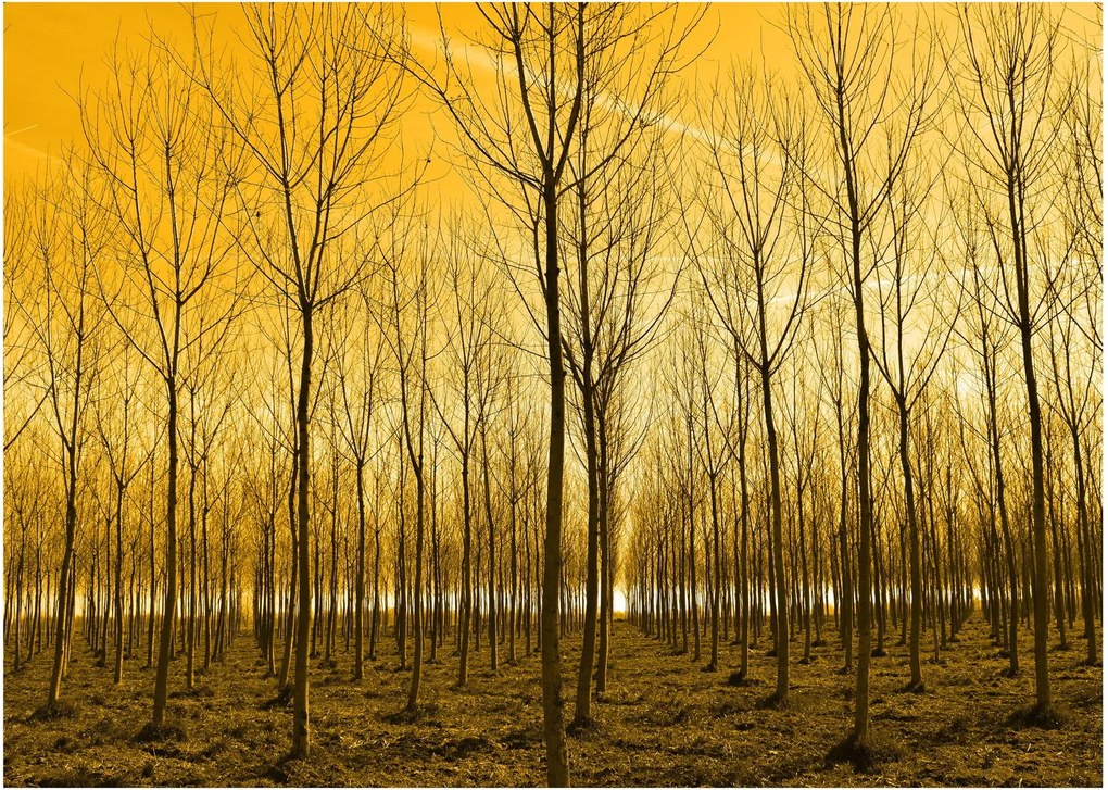 Tablou pe sticlă cu pădure în apus de soare (70x50 cm)