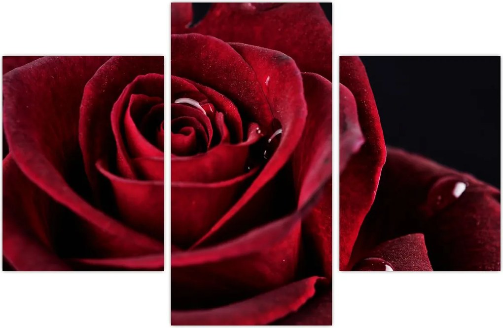 Tablou - Trandafir roșu (90x60 cm)
