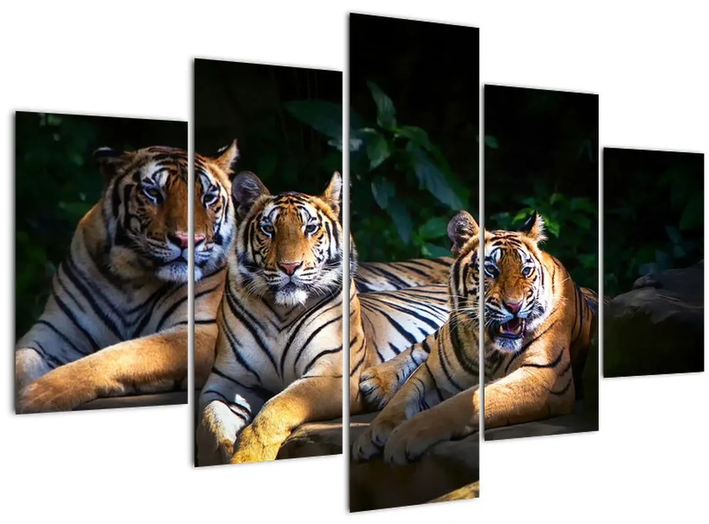 Tablou - Tigrii frați (150x105 cm)