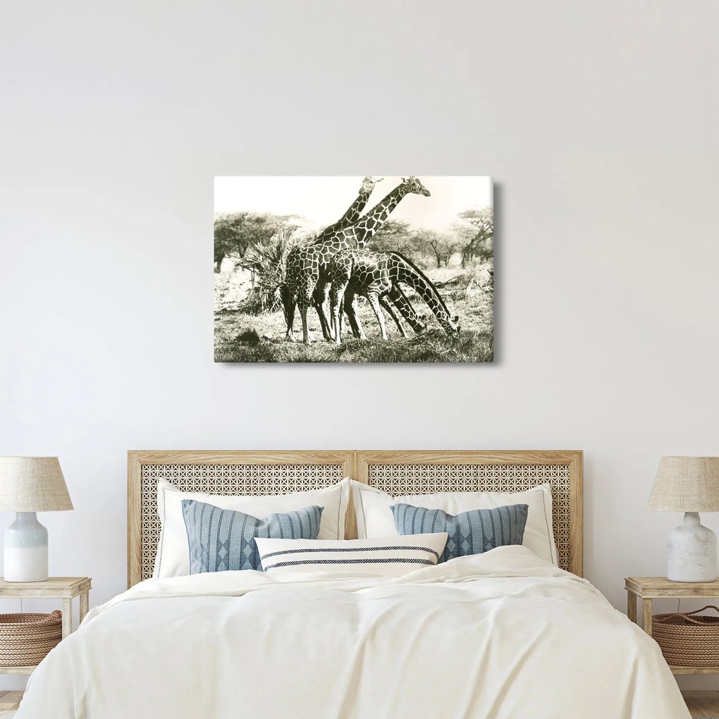 Tablou - Girafe, de epocă (90x60 cm)