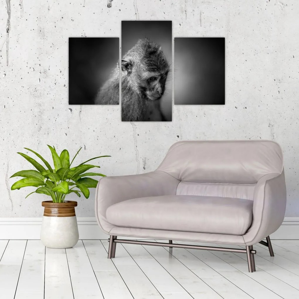 Tablou - Maimuță (90x60 cm)