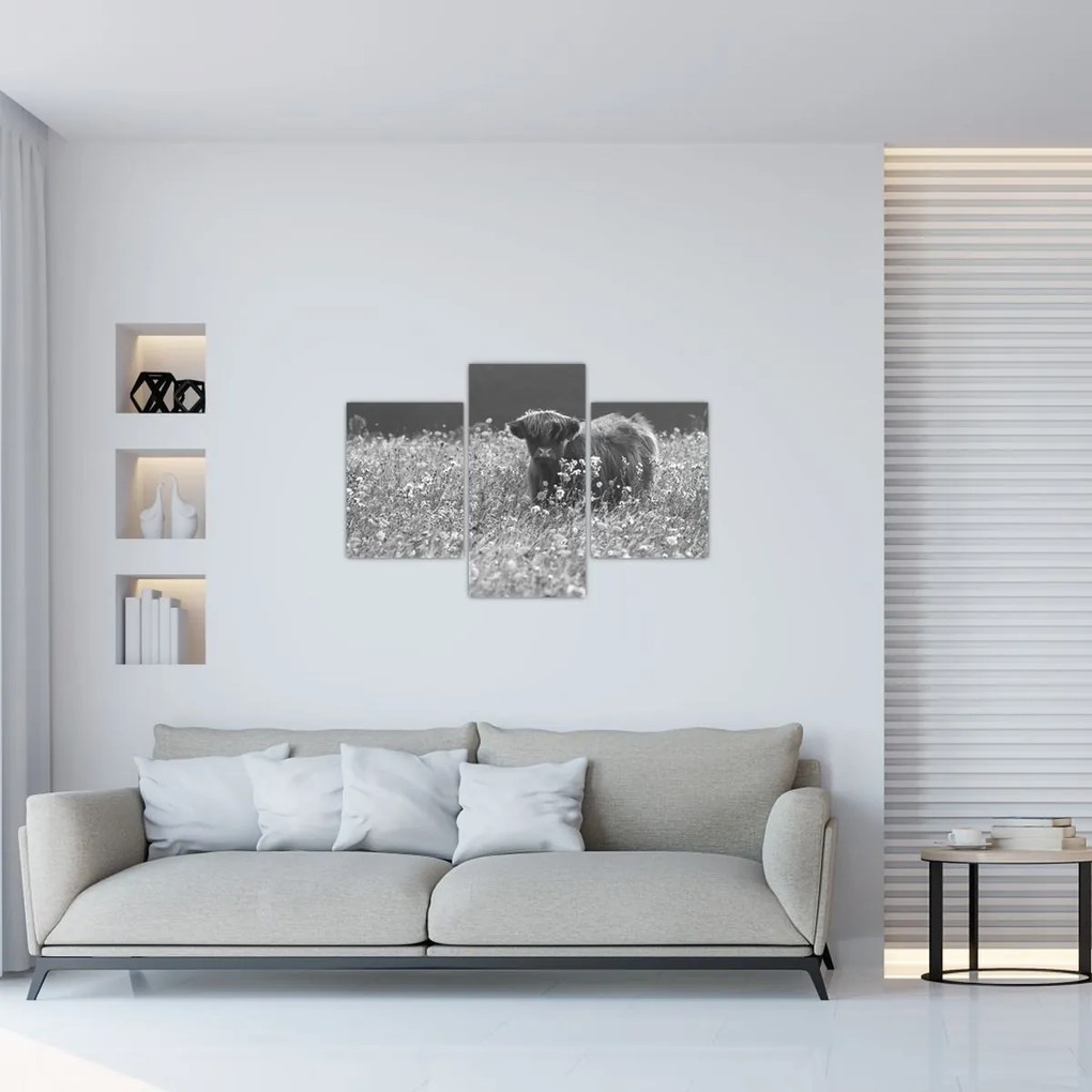 Tablou - Vacă scoțiană 5,alb-negru (90x60 cm)