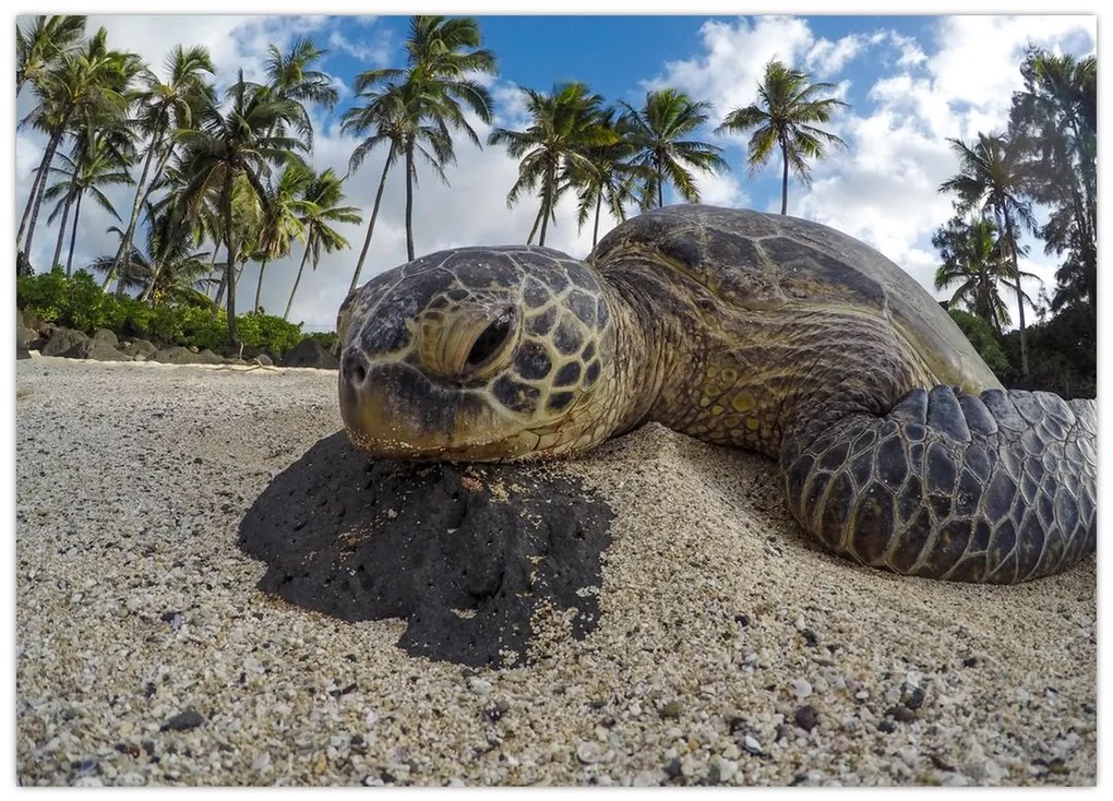 Tablou cu broască țestoasă (70x50 cm)