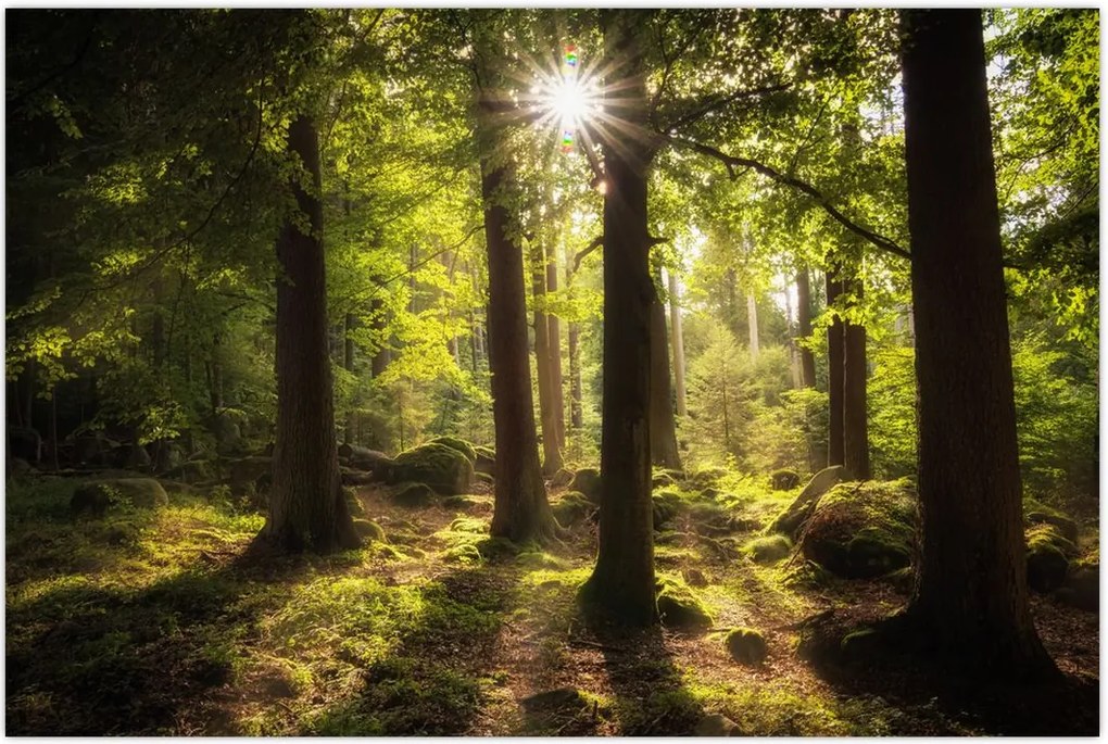 Tablou - Pădurea de vis (90x60 cm)
