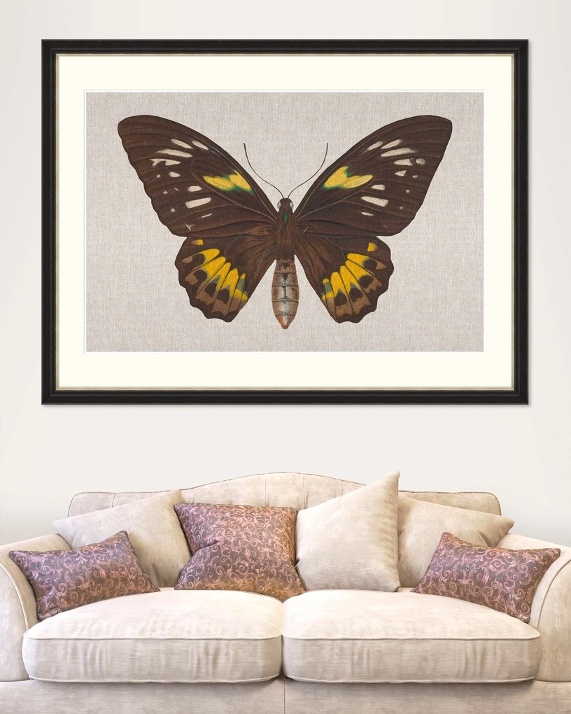 Tablou Framed Art Ornithoptera Pegasus