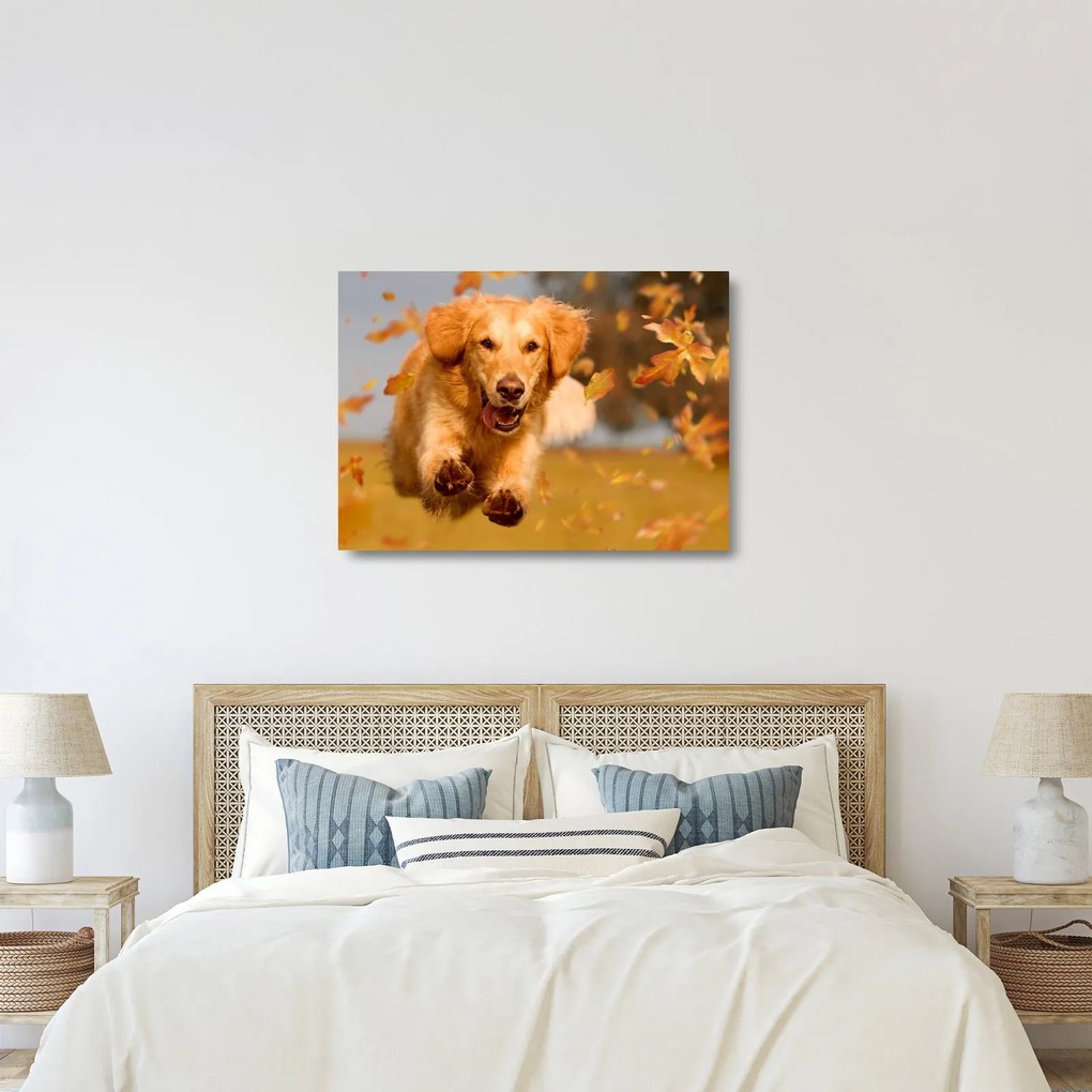 Tablou pe sticlă - Golden Retriever (70x50 cm)