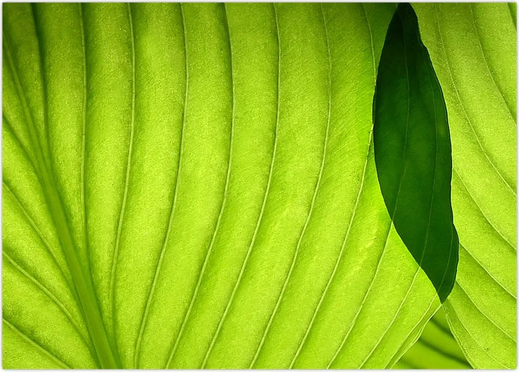 Tablou - Detaliu de frunză verde (70x50 cm)