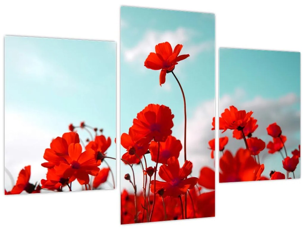 Tablou - Câmp cu flori roșu deschis (90x60 cm)