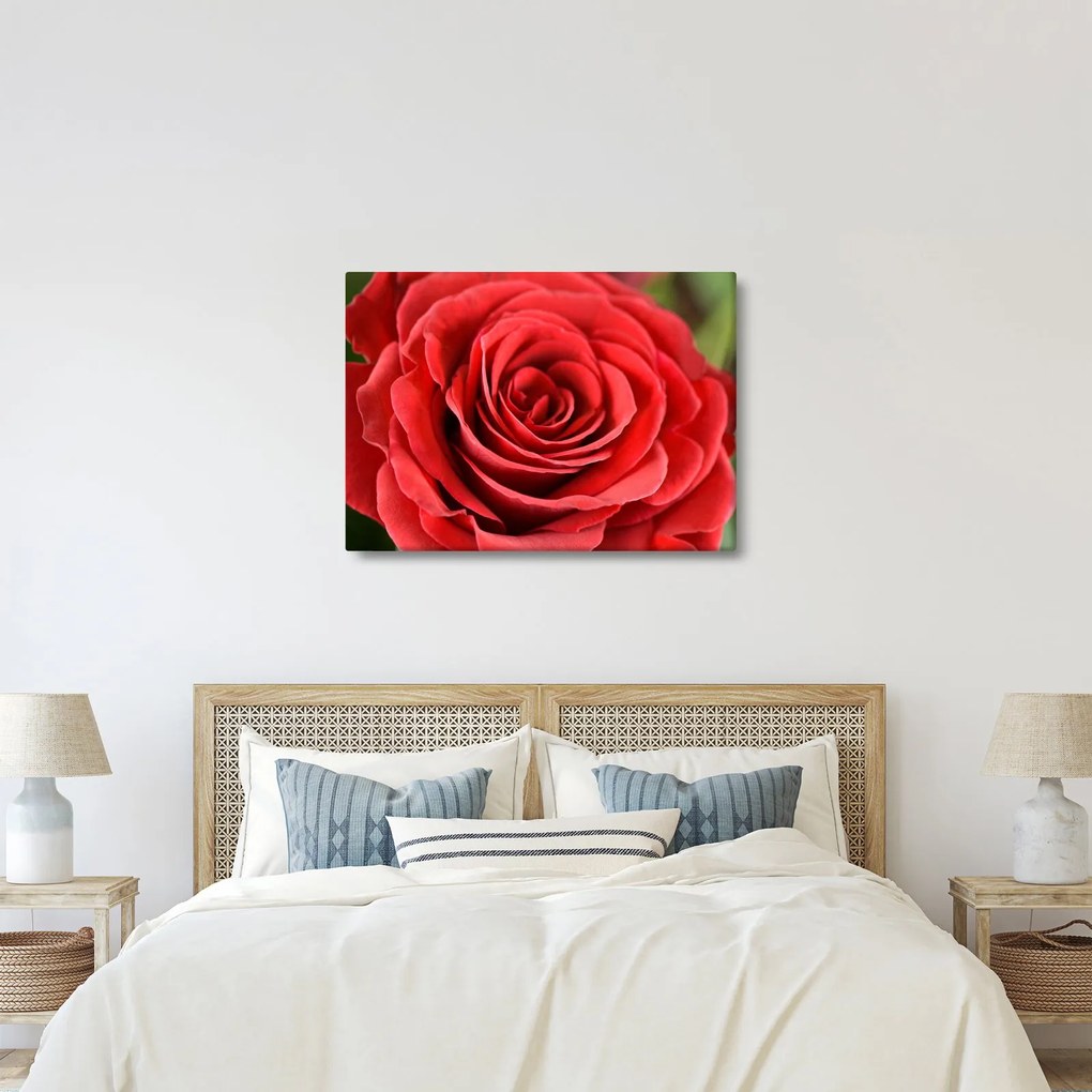 Tablou - Flori de trandafir (70x50 cm)