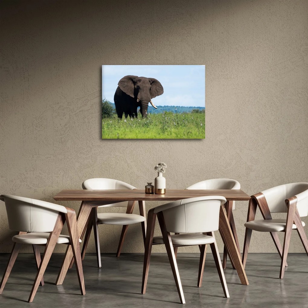 Tablou cu elefant (70x50 cm)