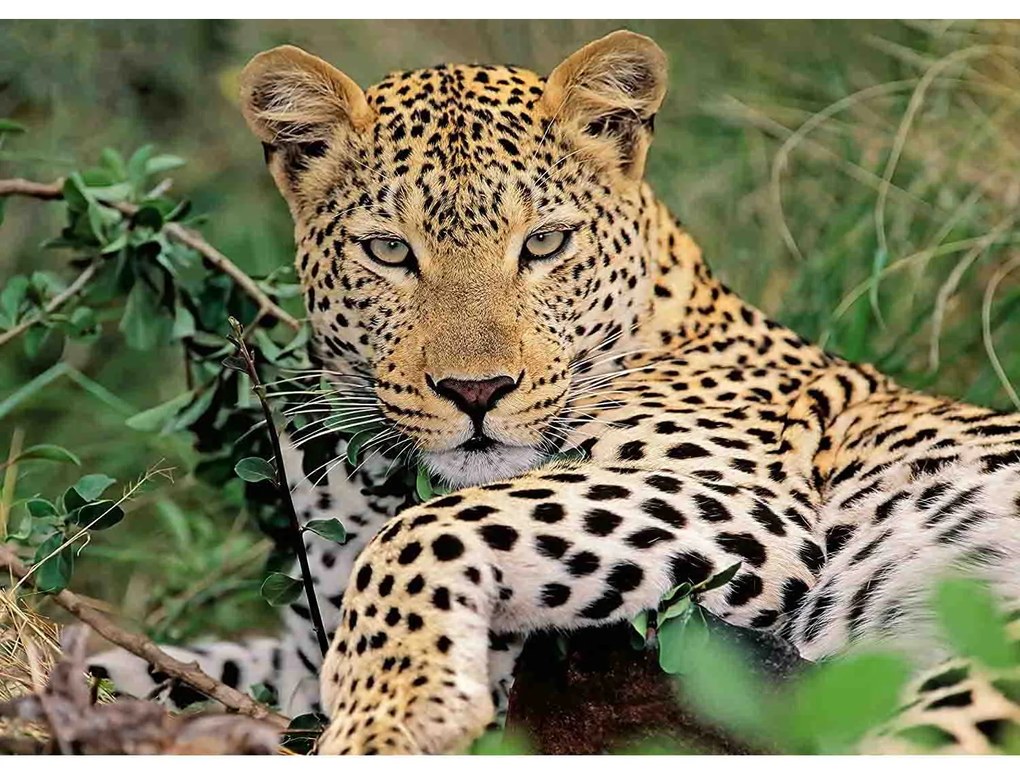 PUZZLE LEOPARD, 100 PIESE - RAVENSBURGER (RVSPC13345)