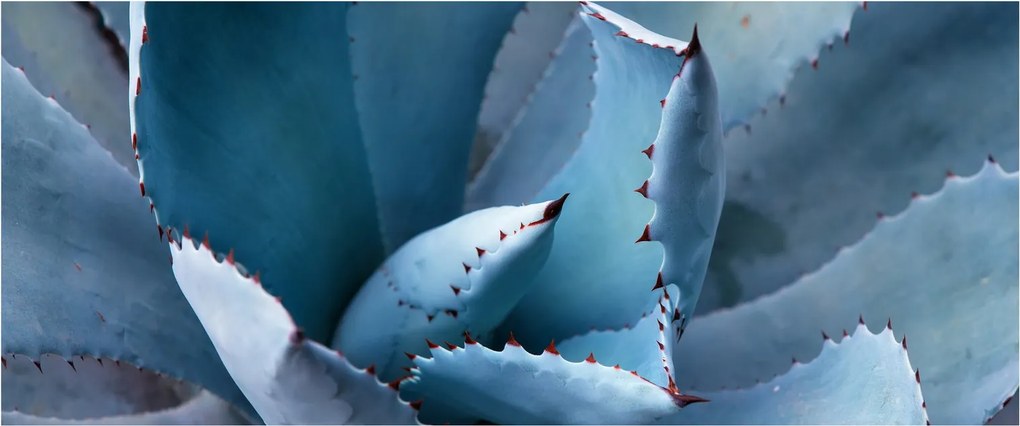 Tablou - Agave (120x50 cm)