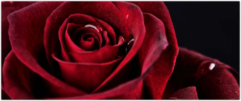 Tablou - Trandafir roșu (120x50 cm)