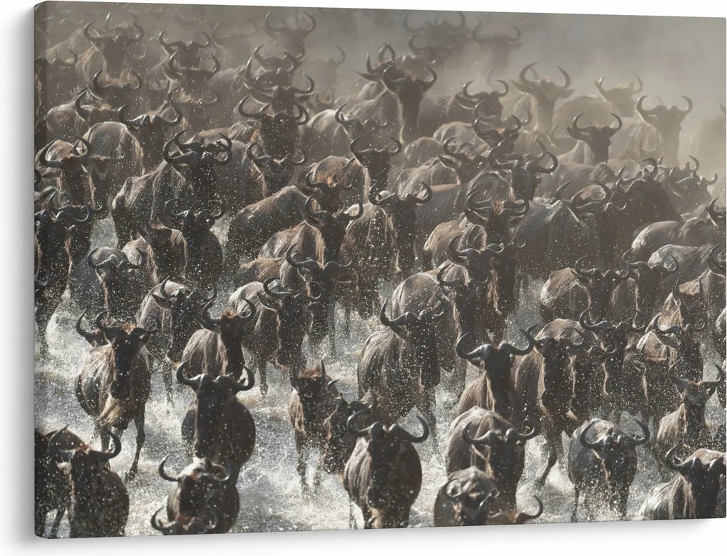 Tablou - Turmă de antilope sălbatice (70x50 cm)