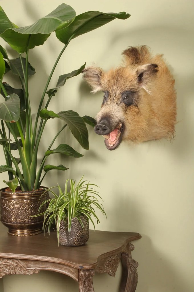 Cap de mistreț naturalizat, blond-maro, piesă unicat de perete, 70 cm, „Blondie”
