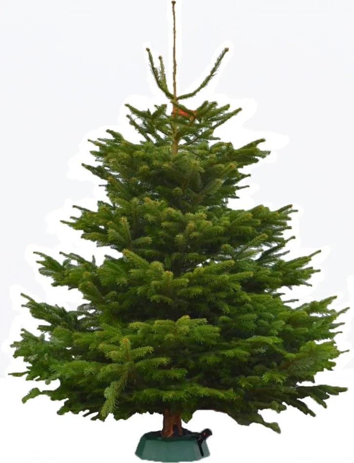 Brad natural de Craciun Nordmann TOP QUALITY Special Edition 150-175 cm