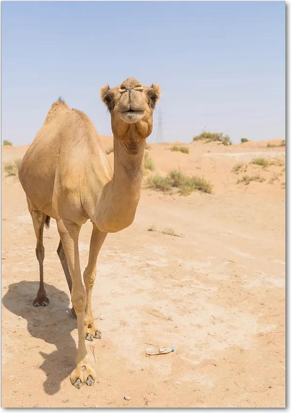 Tablou pe sticlă acrilică Camel în deșert