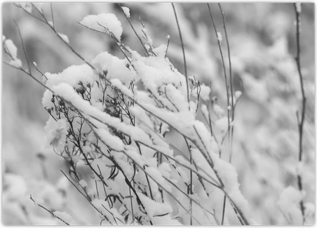 Tablou - Ramuri înzăpezite (70x50 cm)