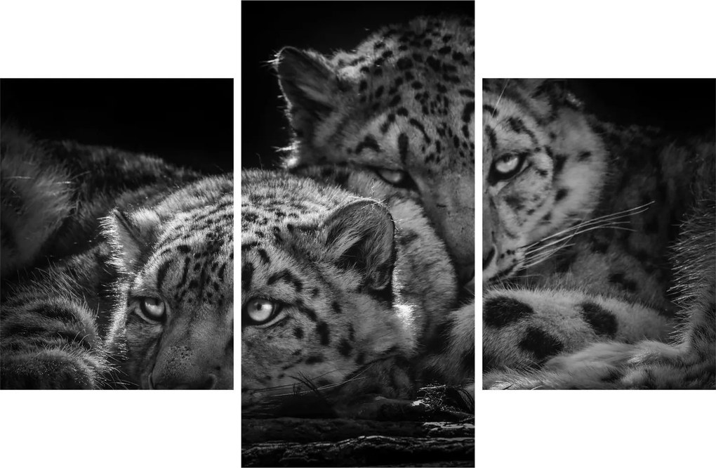 Tablou - Gheparzi care se odihnesc (90x60 cm)