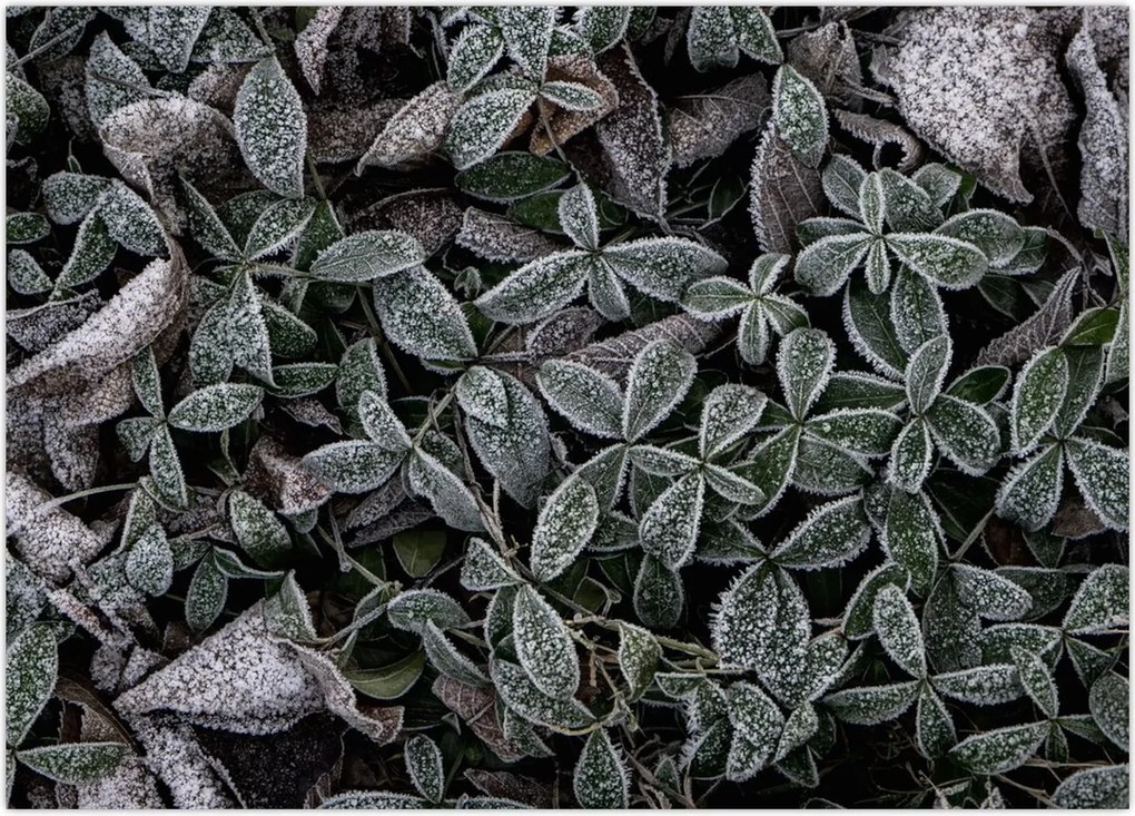 Tablou - Plante înghețate (70x50 cm)
