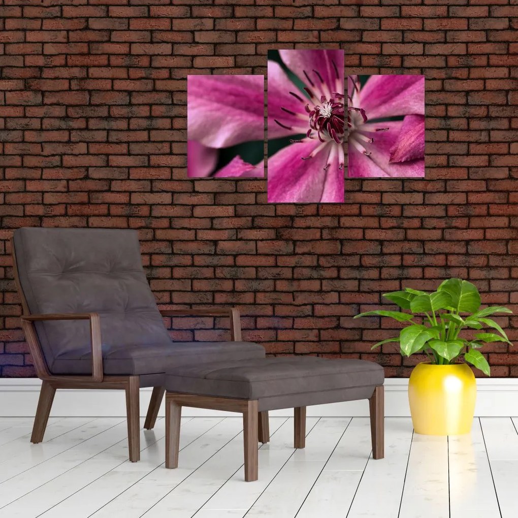 Tablou cu floarea roz de clematis (90x60 cm)