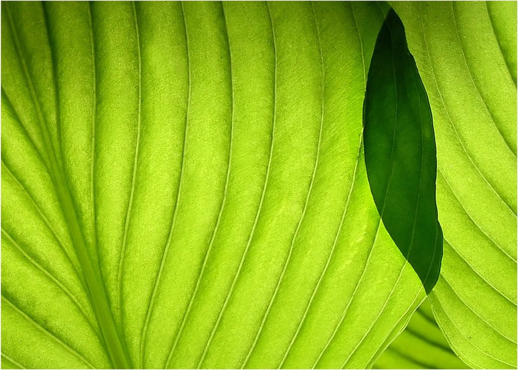Tablou - Detaliu de frunză verde (70x50 cm)