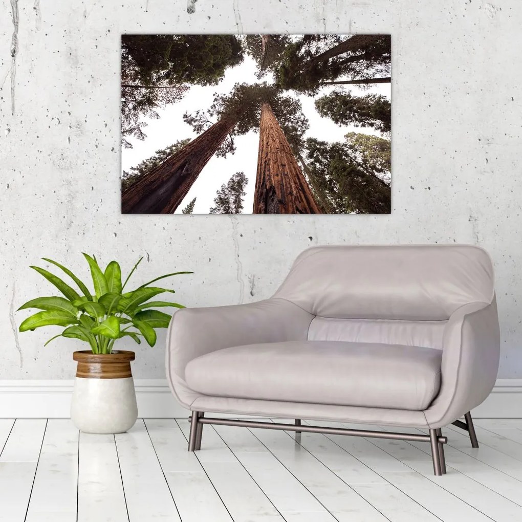 Tablou - Privire prin vârfurile copacilor (90x60 cm)