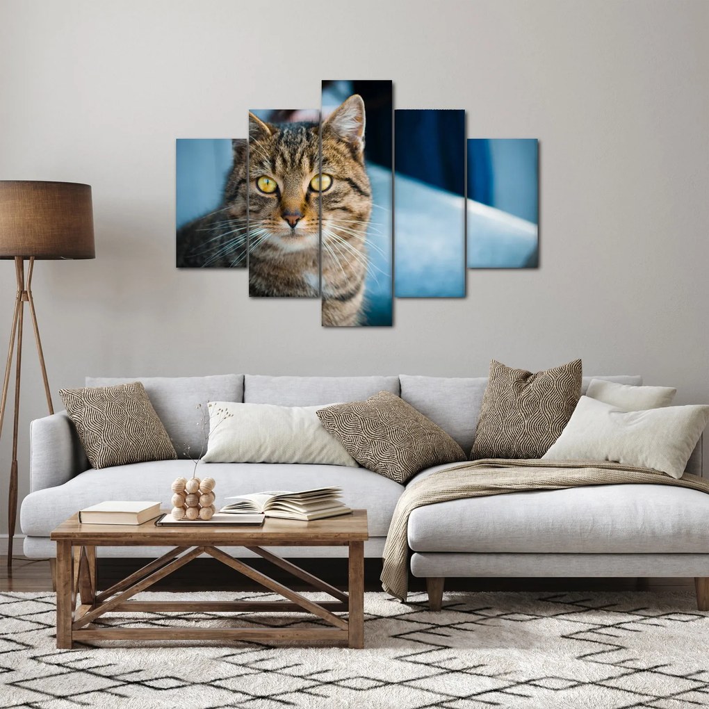 Tablou - Pisica domestică (150x105 cm)