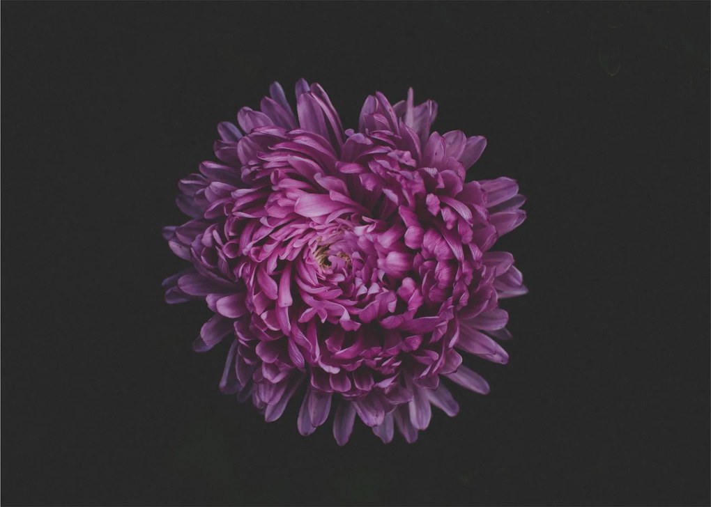 Tablou cu floare violetă (70x50 cm)