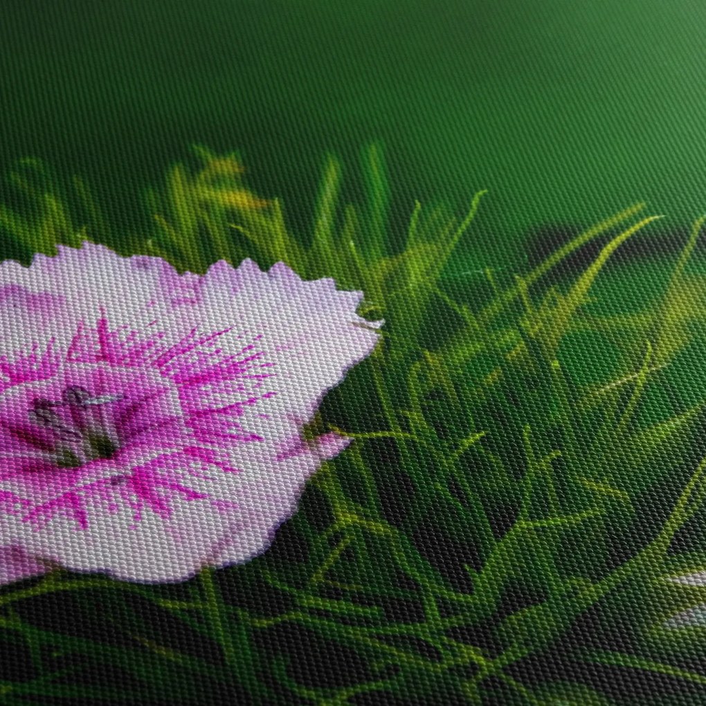 Tablou cu floare roz (70x50 cm)