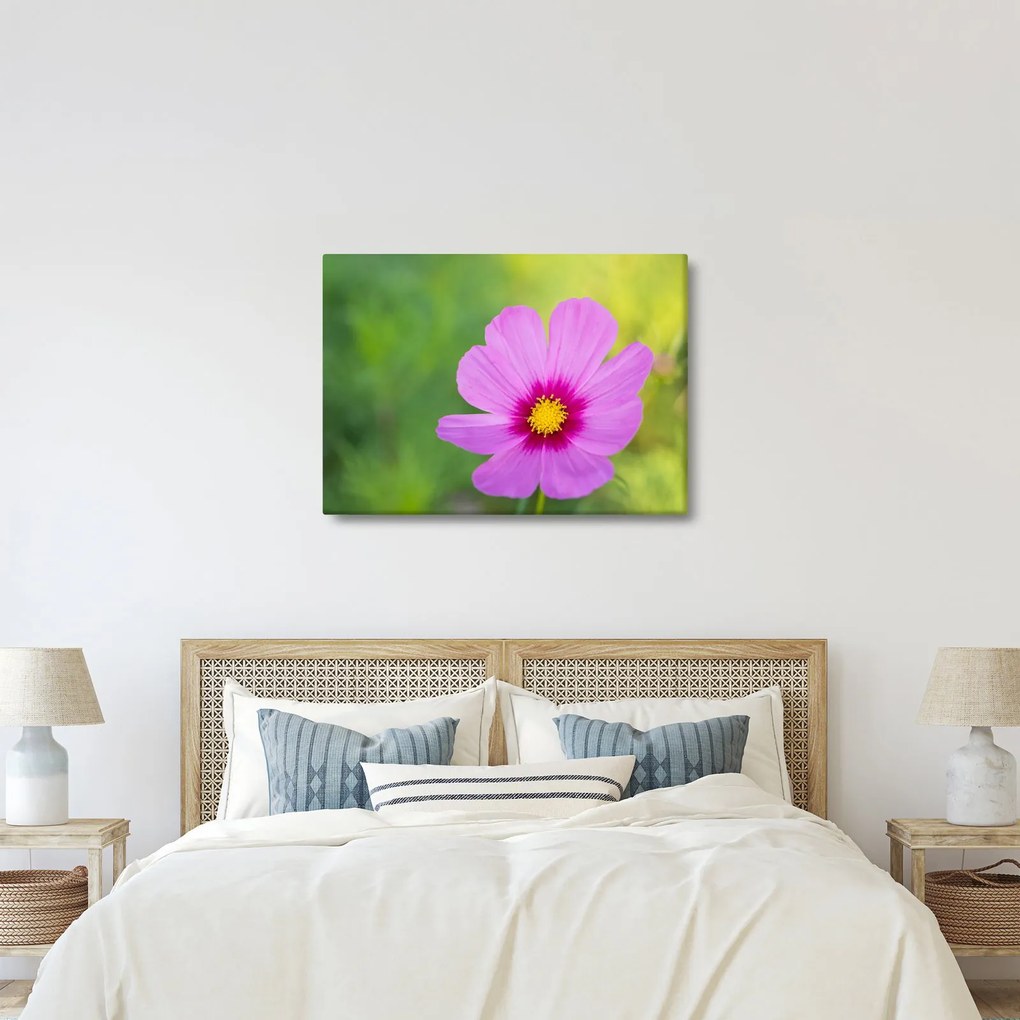 Tablou - floare de câmp (70x50 cm)