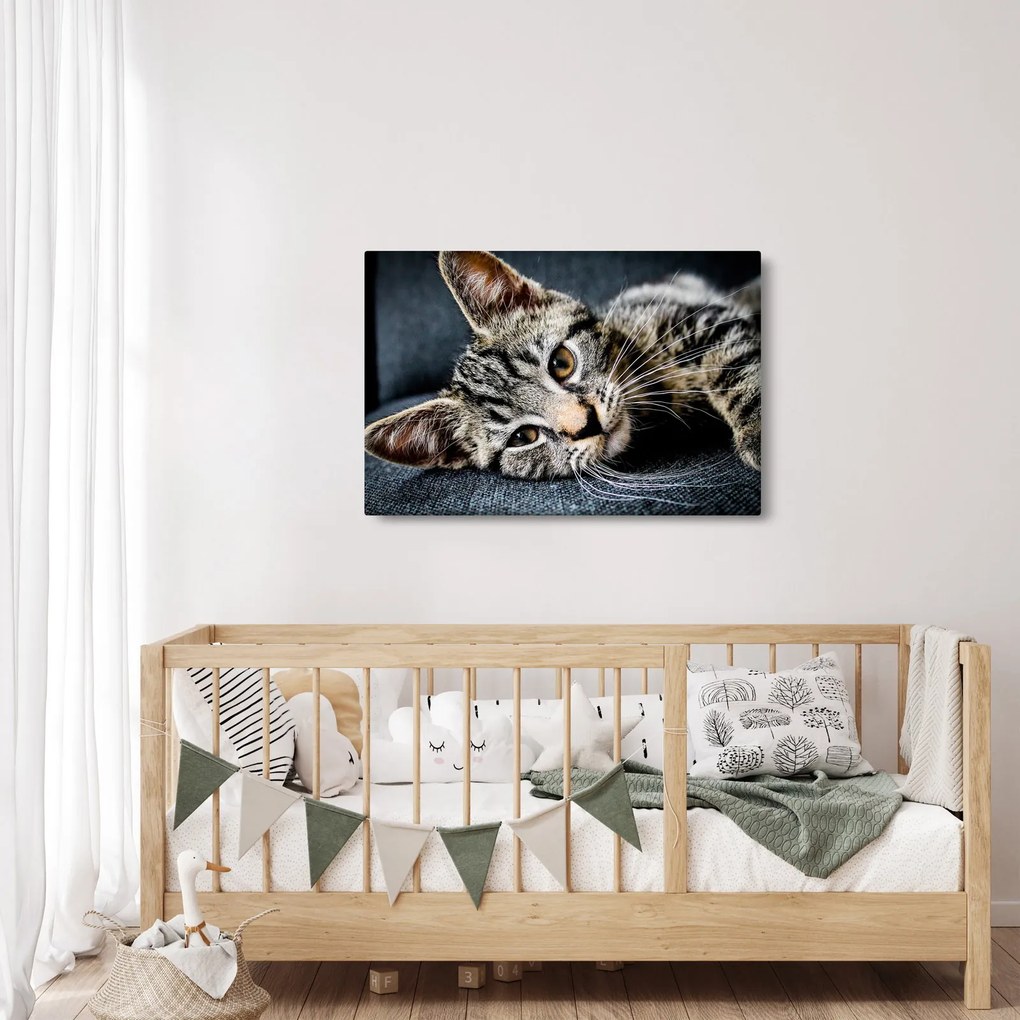 Tablou - Pisoi (90x60 cm)