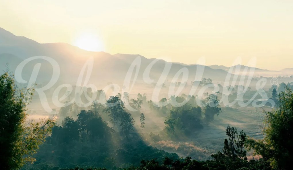 Tapet Morning Light, Rebel Walls