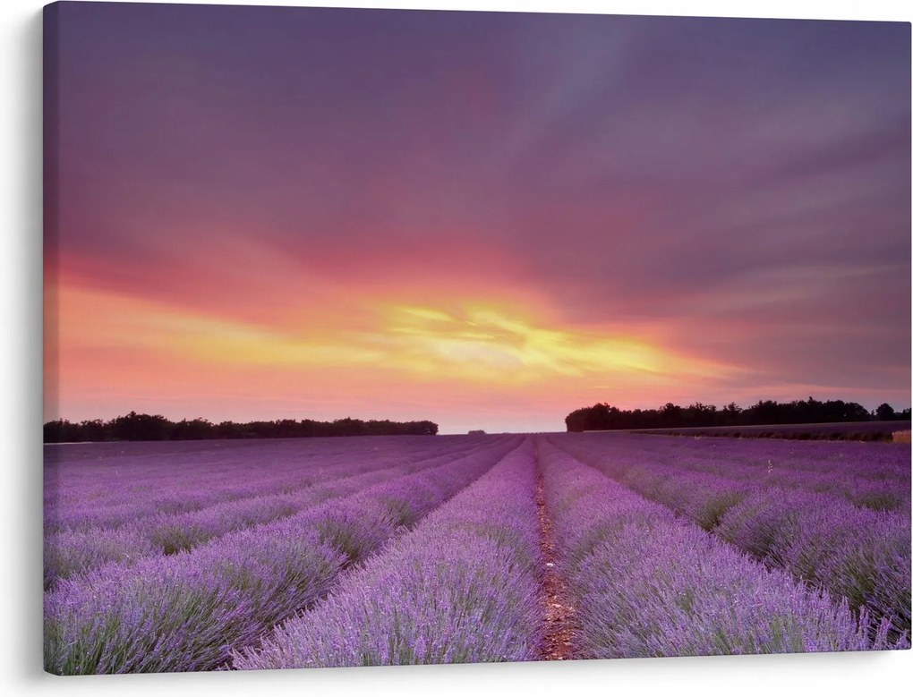 Tablou - Câmp de lavandă (70x50 cm)